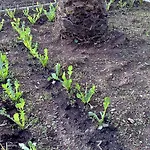 La Petrosa Frascineto