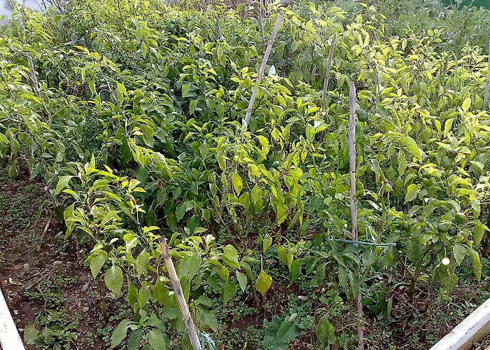 Alojamento de Acomodação e Pequeno-almoço La Petrosa 3*