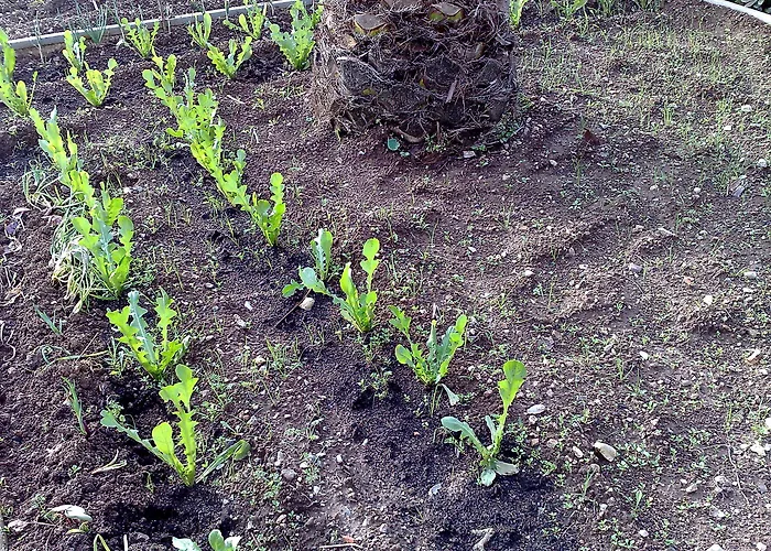 La Petrosa Frascineto